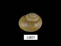 藏品(球蝸牛)的圖片